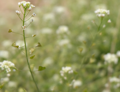 Menu di Pasqua dell’Hosteria da Bruno
